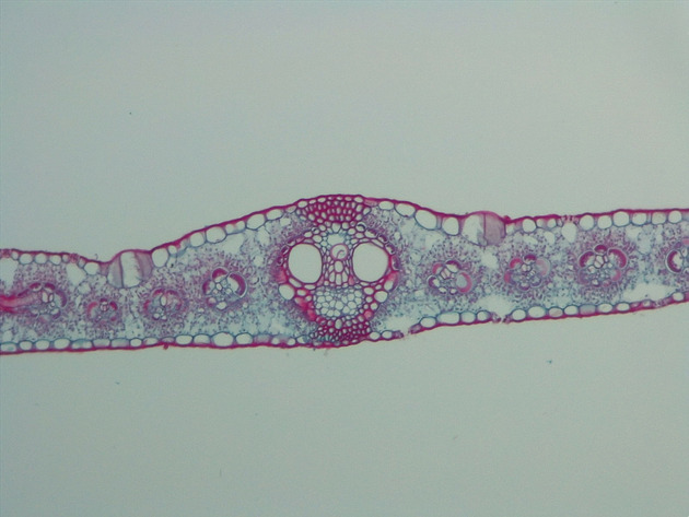 Monocot Leaf CS Slides - Monocot Leaf CS 01 100X